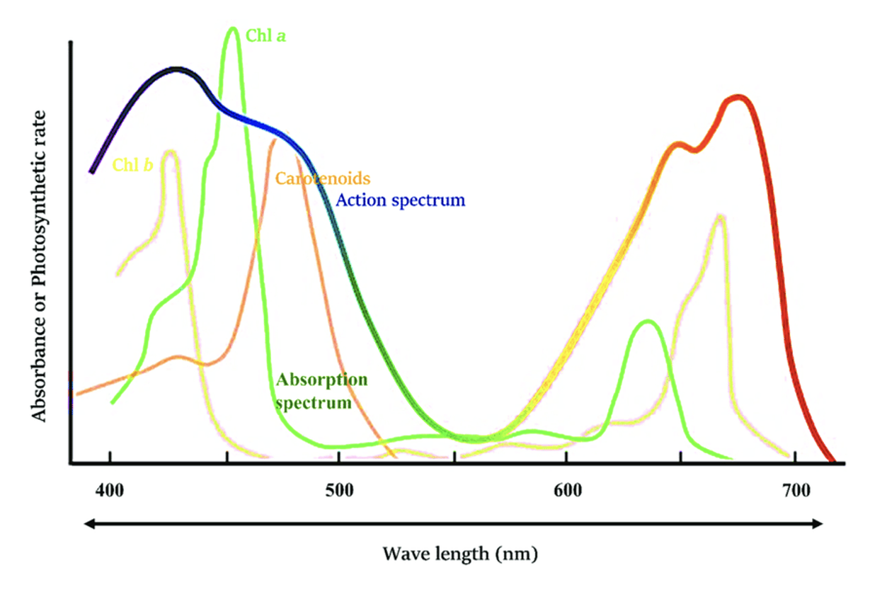 <p>It shows the rate of photosynthesis at different wavelengths → the effectiveness of the pigments</p>