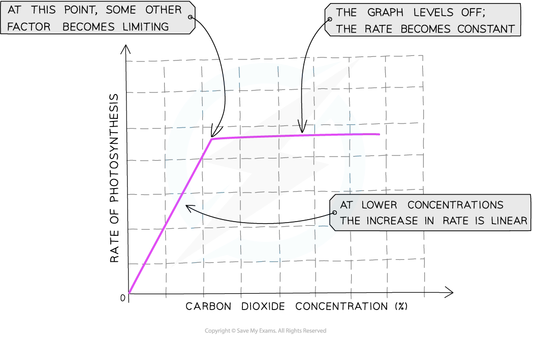 <ul><li><p>co2 one of the raw mats required for photosyn</p></li><li><p>required for li stage of photosyn when co2 is combined w/ 5c RuBP</p></li><li><p>the more co2 present the faster the calvin cycle can occur and faster overall rop</p></li><li><p>continues until other factor required for photosyn rpevents rate of increasing further bc in short supply</p></li><li><p>factors could be limiting the rate when line on graph horizontal include temp being too low/high or not enough light </p></li></ul><p></p>