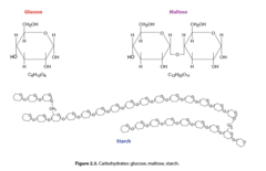 <ol><li><p>Monosaccharides: 3-7 carbons in a molecule. Example (glucose, the main form of energy delivered to our body&apos;d cell) &quot;one sugar&quot;</p></li><li><p>Disaccharides: two monosaccharides joined together. Example [Sucrose (table sugars) = Glucose + Fructose] [Maltose] &quot;two sugars&quot;</p></li><li><p>Polysaccharides: Many monosaccharides together — may be a large molecule. Example [Glycogen, chain of glucose] [plant fiber + plant starches]</p></li></ol>