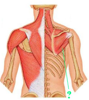 <p><span>Identify the indicated muscle.</span></p>