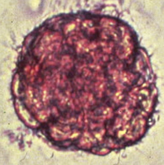 term image