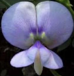 <p>Butterfly-shaped corolla characteristic of legumes.</p>