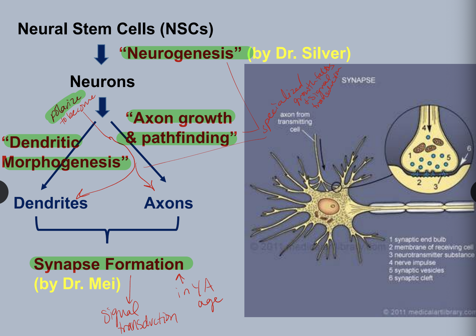 neural stem cells (NSCs) → neurogenesis to become neurons → axon growth and pathfinding to become axons AND dendritic morphogenesis to become dendrites → both axons and dendrites go towards synapse formation which does signal transduction
