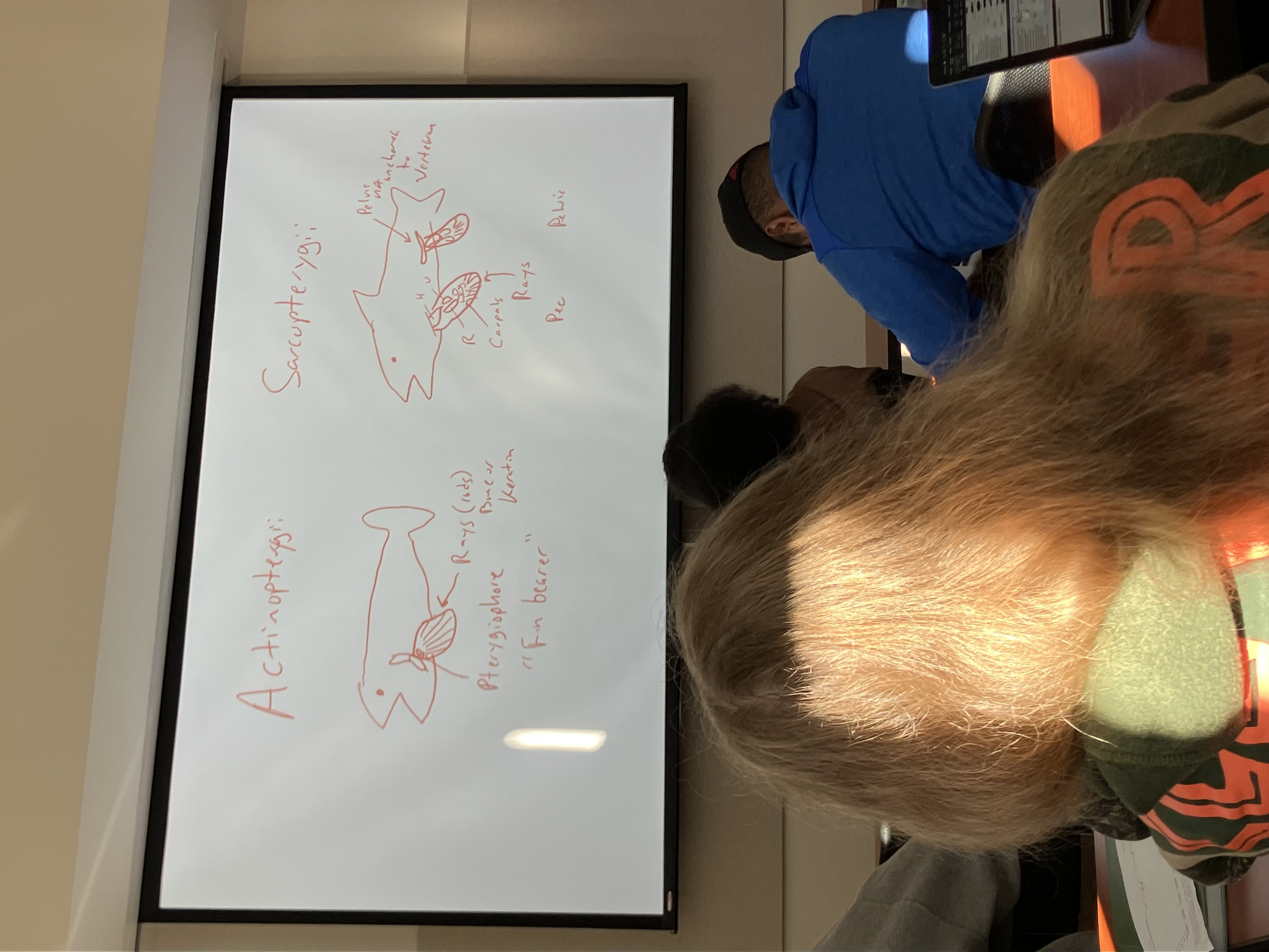 <p>fleshy, muscular fin vs ray finned fish</p>