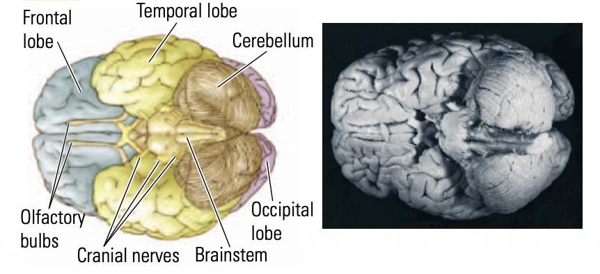<p>looking up at the brain from below </p>