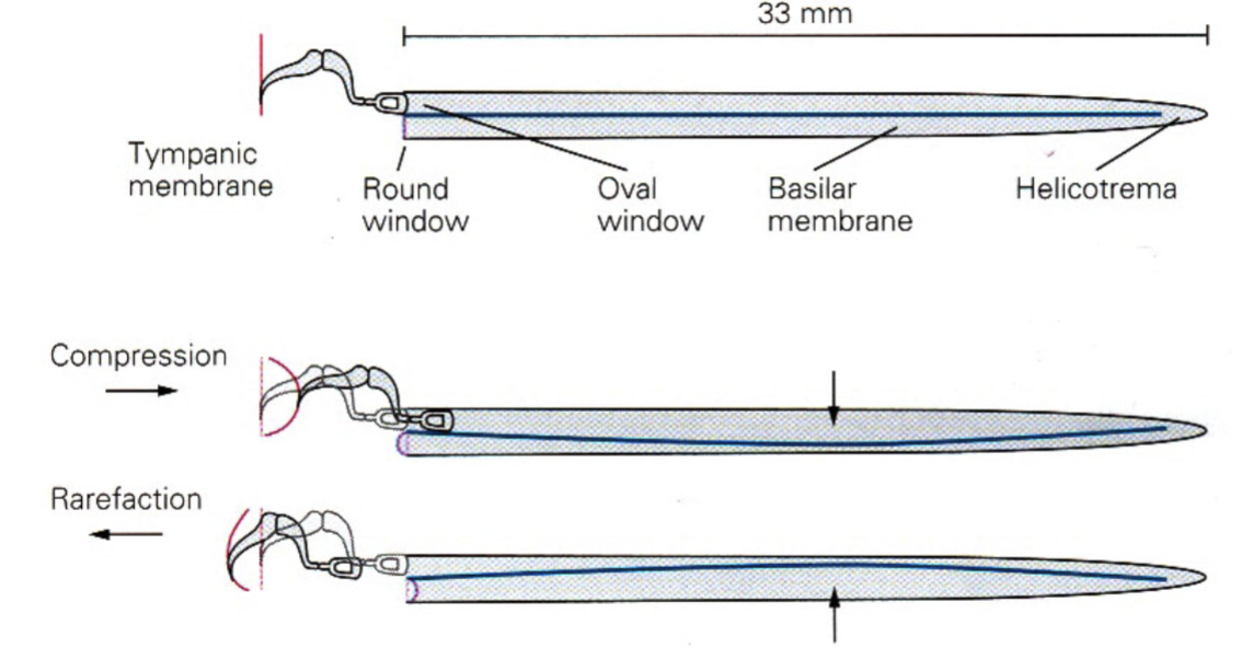 <p>transforms sound waves into basilar membrane vibrations</p>