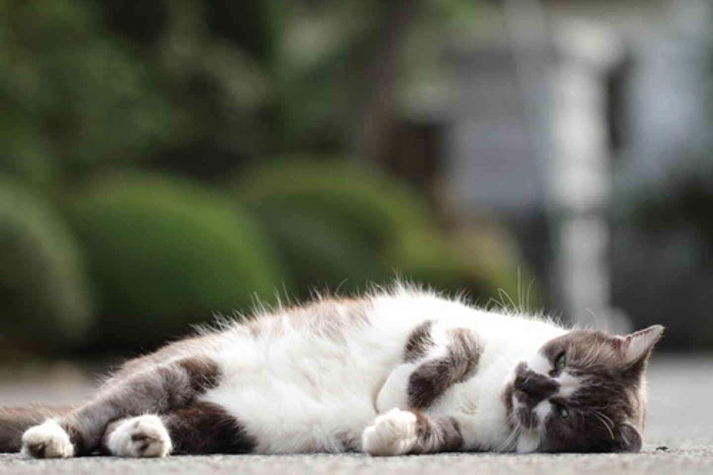 <p>to lie down</p>