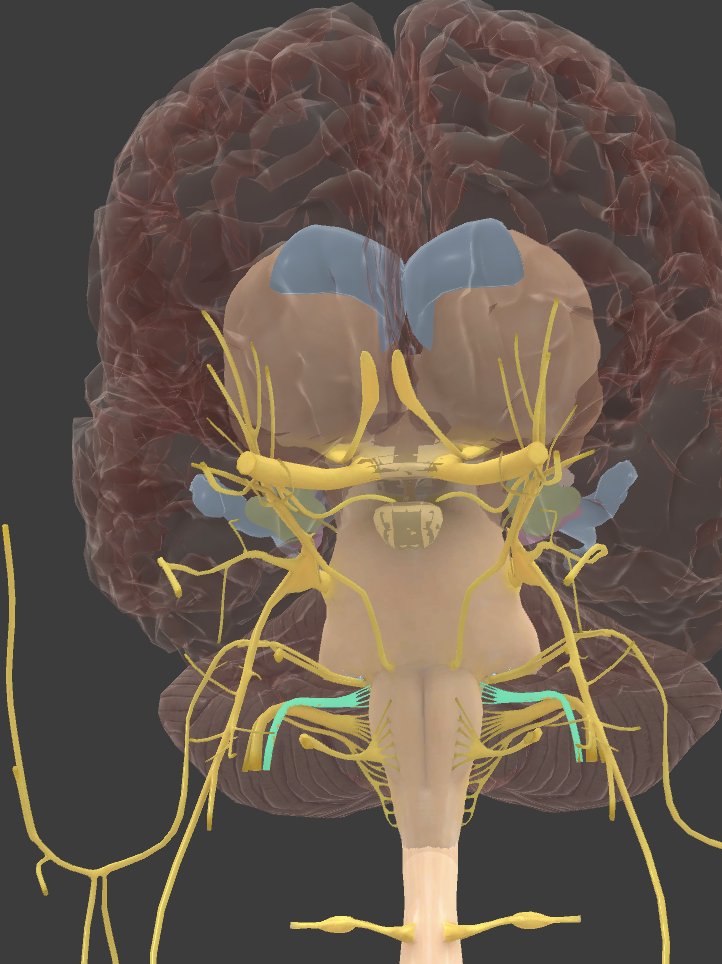 <p>Glossopharyngeal </p>