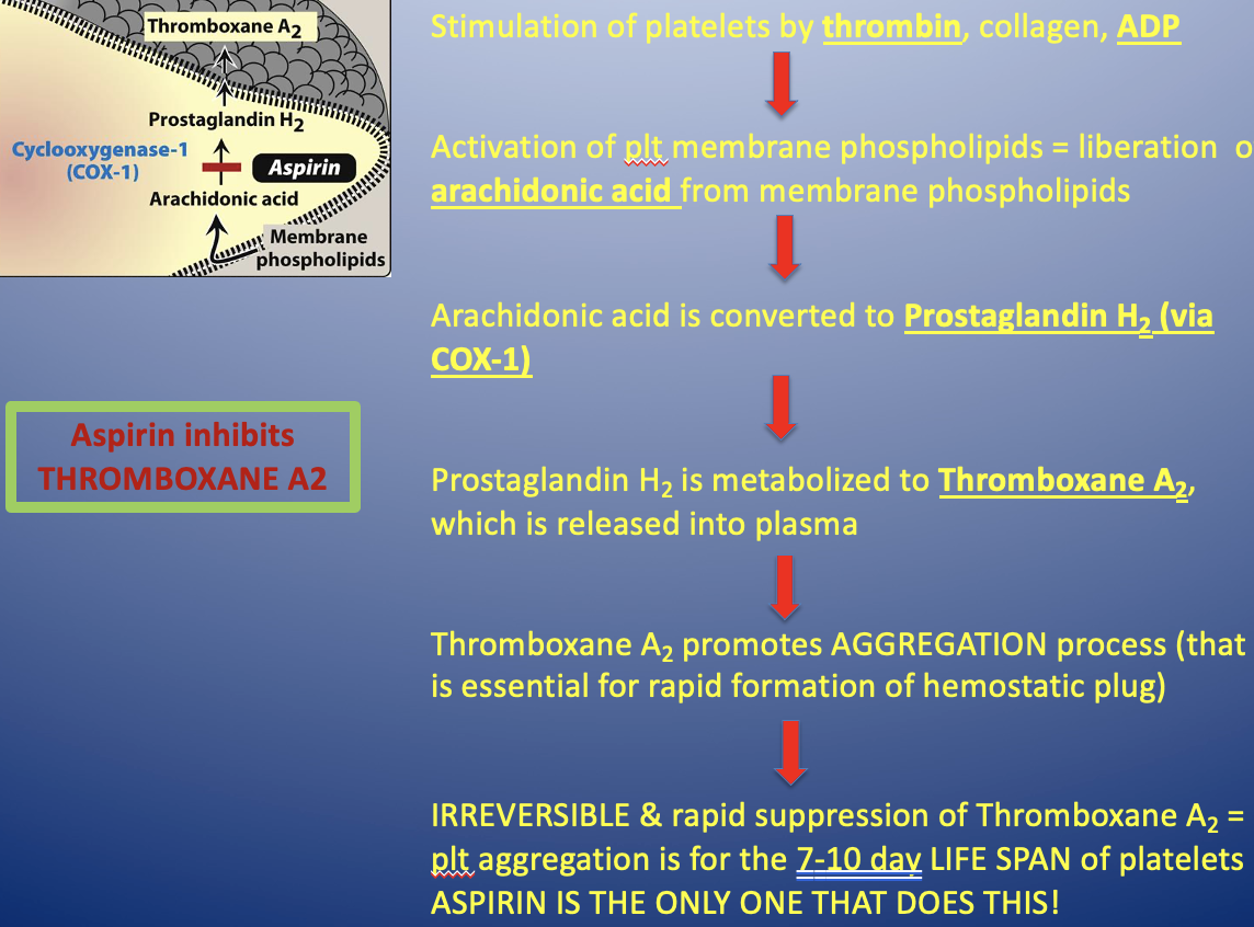 <p>-stimulates platelets by <strong>thrombin</strong>, collagen, <strong>ADP</strong></p><p>-activation of platelet membrane phospholipids=liberation of <strong>arachidonic acid</strong> from membrane phospholipids</p><p>-arachidonic acid is converted to <strong>prostaglandin H2 (via COX-1)</strong></p><p>-prostaglandin H2 is metabolized to <strong><u>thromboxane A2</u></strong><u>,</u> which is released into plasma</p><p>-Thromboxane A2 promotes AGGREGATION process</p><p>-<strong>IRREVERSIBLE and rapid suppression of thromboxane A2 = plt aggregation is inhibited for the 7-10 days LIFE SPAN of platelets</strong></p><p>ONLY ASPIRIN DOES THIS</p><p></p><p><strong><u>Aspirin inhibits Thromboxane A2</u></strong></p>