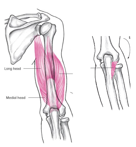 elbow extension

agonsits


2. \
