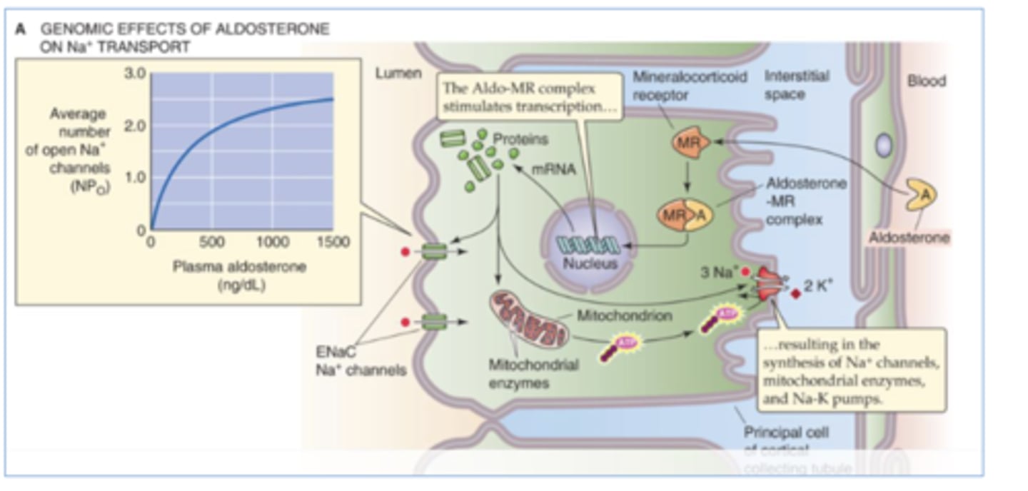 <p>stimulates Na+ reabsorption by the cortical collecting tubules &amp; medullary collecting ducts by increasing activity and number of Na+ channels on the apical tubular cells</p><p>*only 2 - 3% of the filtered Na+ load is controlled by aldosterone --&gt; sustained loss of this would exceed the daily Na+ intake significantly</p>
