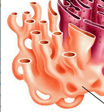 Organelle where lipids and carbohydrates are synthesized, stored and transported.