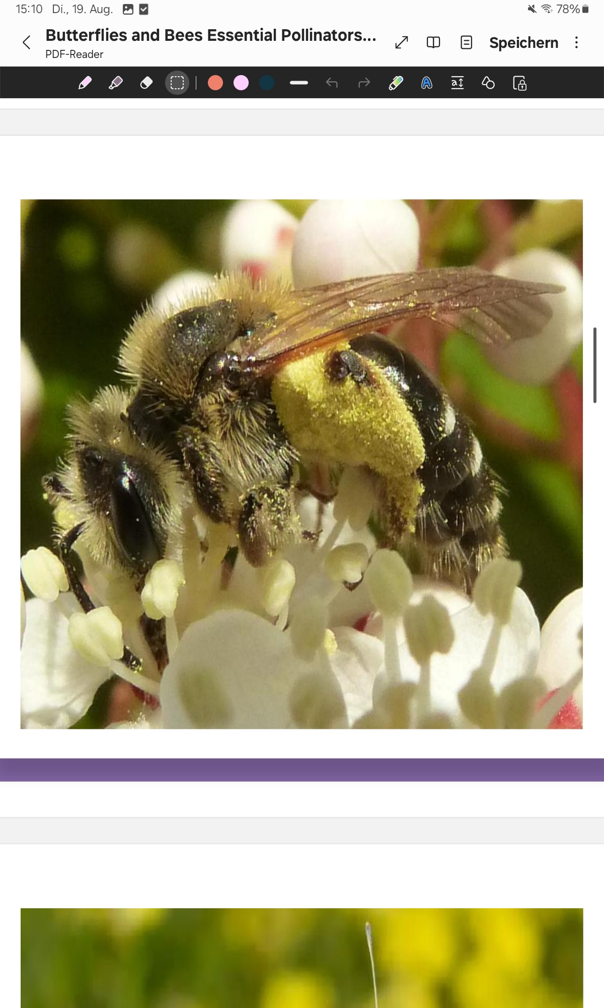 <p>Mining Bee </p>