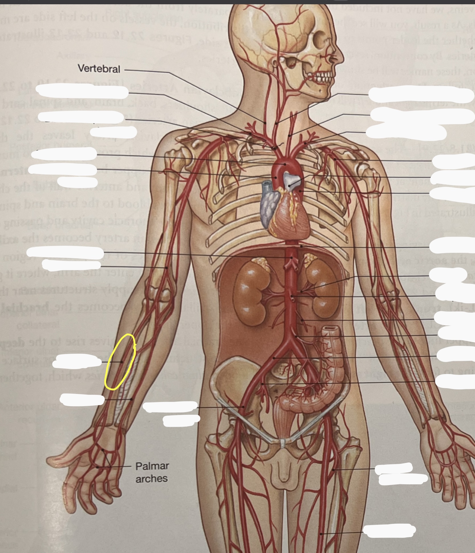 knowt flashcard image