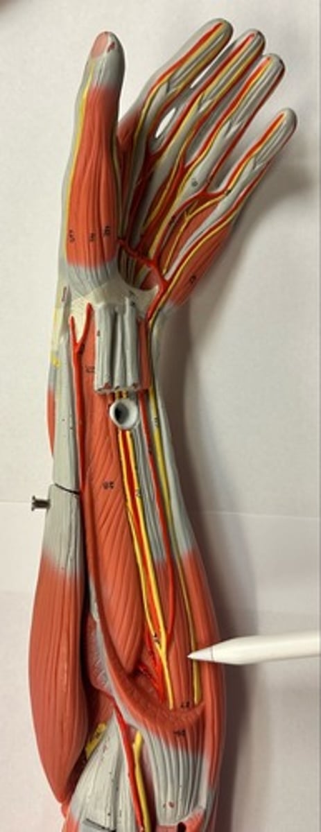 <p>What are the (3) attachments of the Flexor Digitorum Profundus?</p>