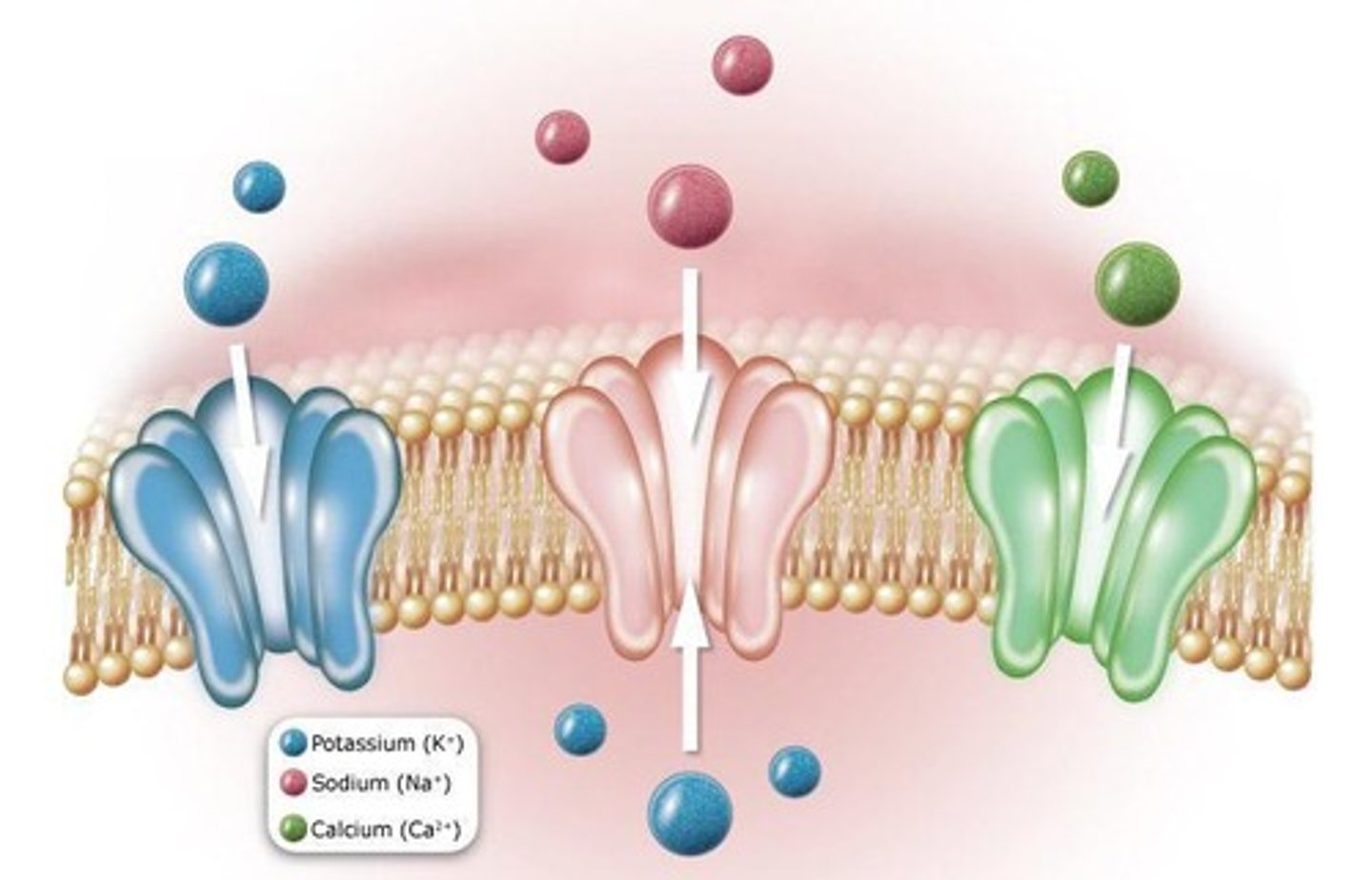 <p>They allow Ca2+ entry into the cytoplasm, acting as a second messenger and initiating various cellular events such as muscle contraction and hormone secretion. - ADD MORE LATER</p>