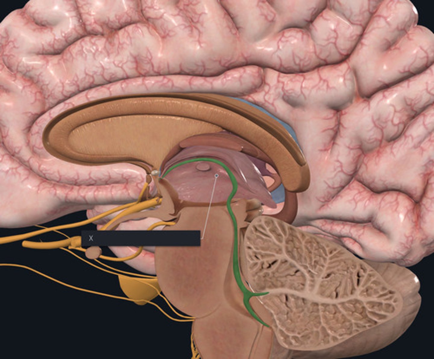 <p>Name the green highlighted structure by the X.</p>