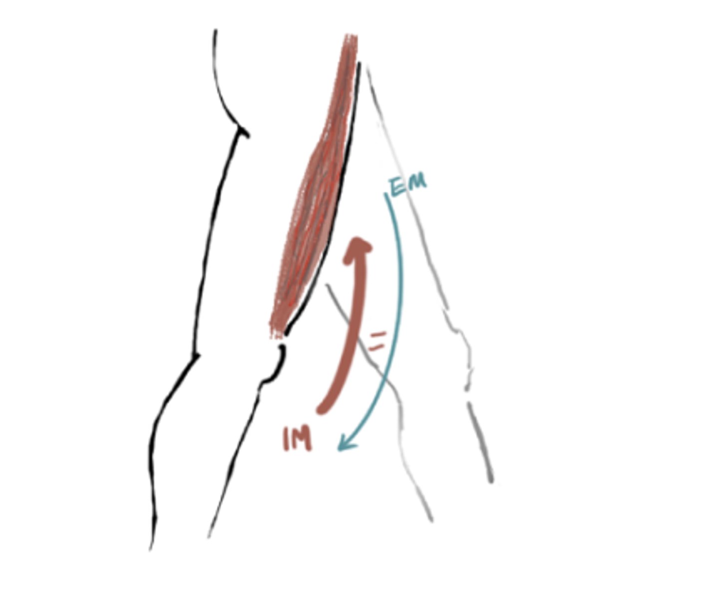 <p>IM: Knee Extension (quads)</p><p>EM: Knee flexion</p><p>IM=EM (stability)</p><p>Angle = 5 to 10° flexion</p>