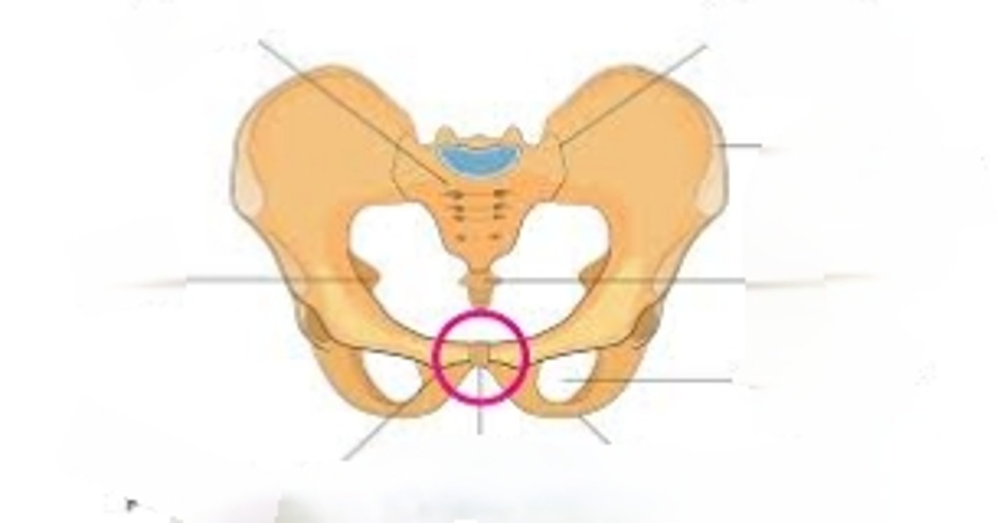 <p>point where the right and left coxal bones join together</p>