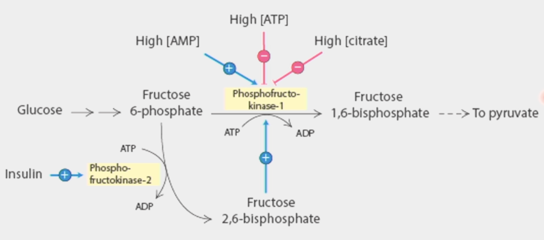 <ul><li><p>phosphofructokinase → <strong>controls glycolytic flux</strong></p></li><li><p><strong>tetramer</strong> → 4 individual polypeptide chains linked together</p></li><li><p>switches between <strong>active</strong> and <strong>inactive</strong> states by conformational change</p><ul><li><p>tense = inactive, relaxed = active</p></li><li><p>2 substrate binding sites <u>open in active state</u></p></li><li><p><strong>inhibitors</strong> at inactive state</p></li></ul></li><li><p><u>allosteric enzyme</u></p><ul><li><p>enables cells to have control over switching glycolysis on/off</p></li></ul></li></ul><ul><li><p><strong>inhibited</strong> by its products → ATP and citrate</p><ul><li><p>ATP <strong>also</strong> a substrate → as its concentration <u>increases</u>, it becomes an <u>inhibitor</u></p></li></ul></li><li><p>activated <strong>directly</strong> by AMP, <strong>indirectly</strong> by <u>excess</u> fructose-6-phosphate (starting material for step 3)</p><ul><li><p>AMP = starting material for ATP (adenosine <strong>mono</strong>phosphate)</p></li><li><p>PFK2 starts phosphorylating when there is excess → produces fructose 2,6-bisphosphate which acts as direct <strong>activator</strong> for PFK1</p></li></ul></li></ul><p></p>
