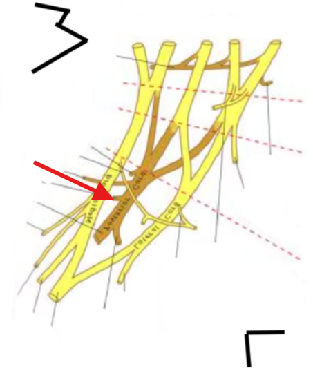 <p>What is this structure? </p>