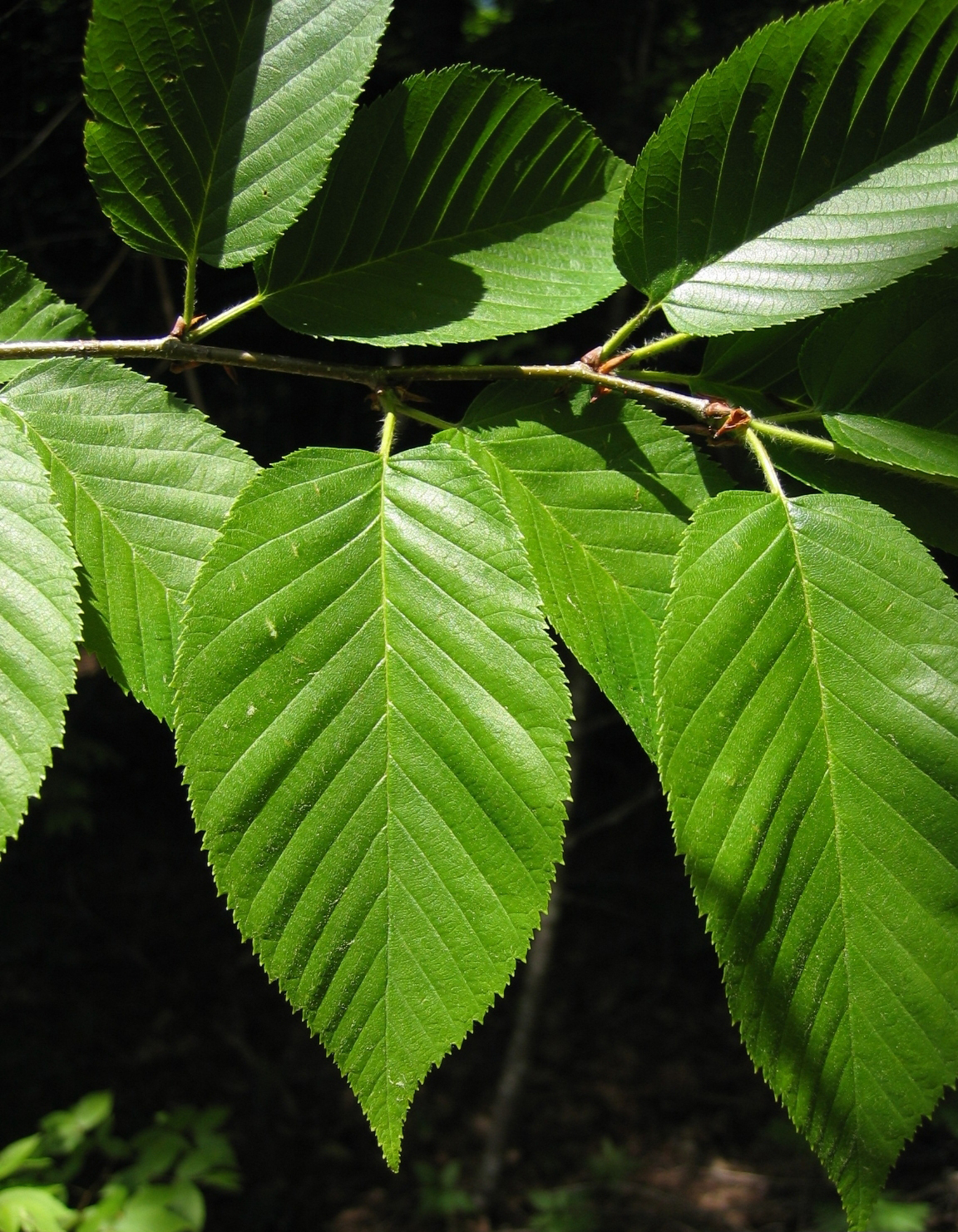 <p>Name this tree (scientific + common name)</p>