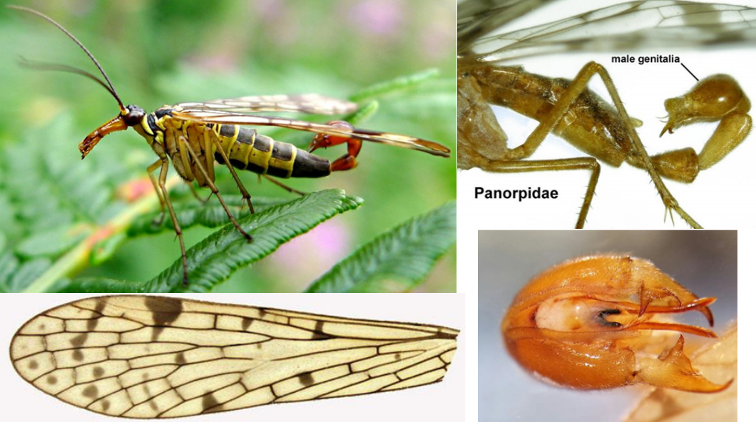 <ul><li><p><strong><em>Wings fairly broad at base</em></strong></p></li><li><p><strong><em>Tarsi non-raptorial</em></strong>, with two small claws, 5th segment not folding</p></li><li><p>Male with scorpion-like “tail” (genitalia)</p></li></ul><p></p>