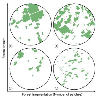 <p>Smaller habitat fragments = Higher extinction probability</p><p>Creates edge habitat that favors generalist species; Species specialized in forest interior decline (often large predators)</p>