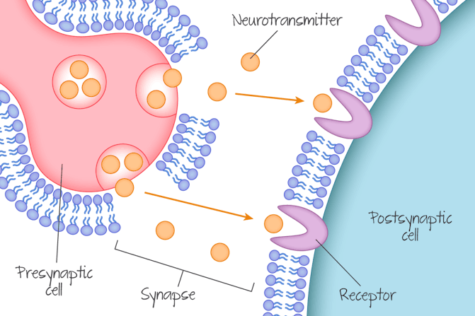 <p>when the action potential reaches the end of the axon, a neurotransmitter is released from the axon terminal into synaptic gap, and goes to next neuron</p>