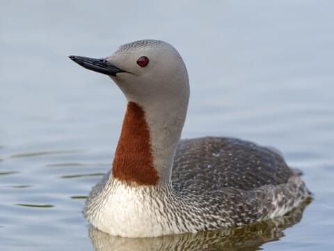 <p>Order:Gaviiformes</p><p>Family:Gaviidae</p>