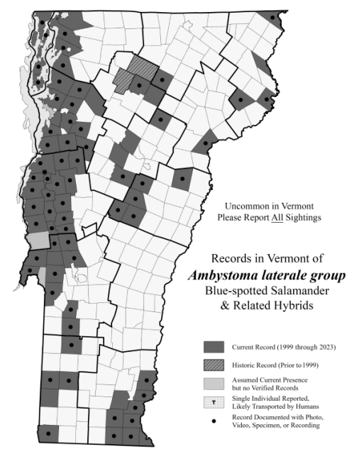 <p>Lower elevation vernal pools, flood plains, marshes, and swamps, scattered populations throughout VT (S3)</p>