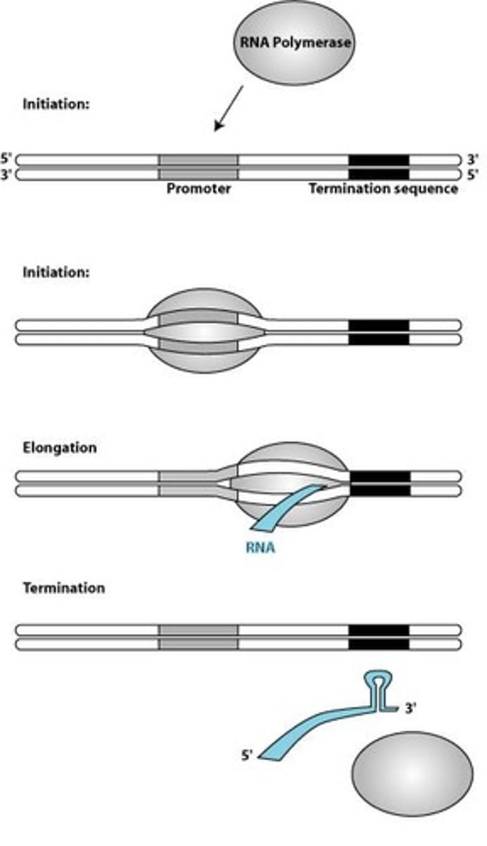 <p>RNA polymerase binds to the promoter and synthesizes RNA by adding nucleotides in the 5' to 3' direction.</p>