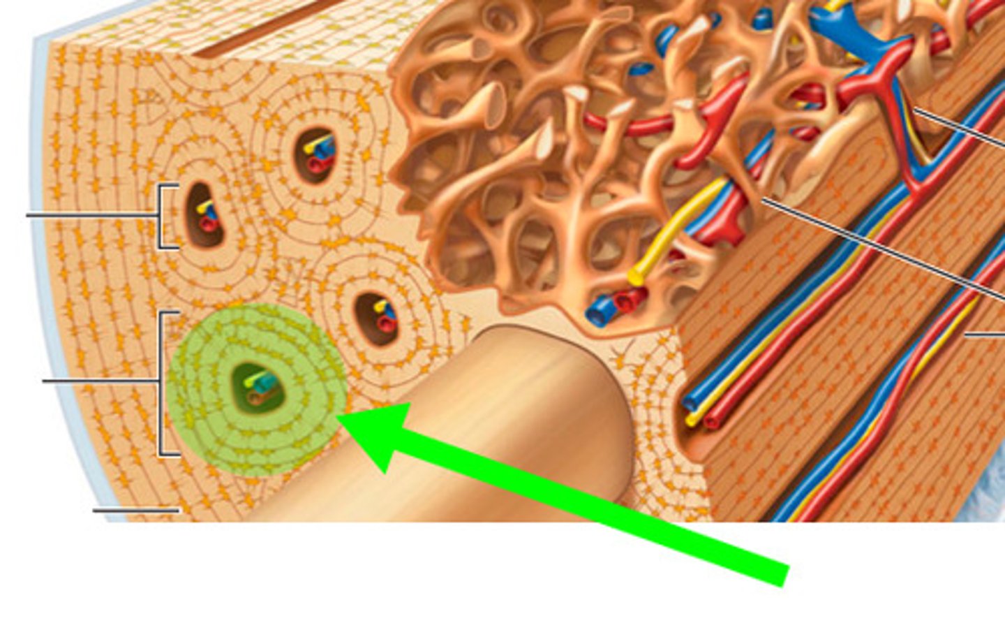 <p>structural unit of compact bone; each consists of haversian canal that contains nerve fibers and blood vessels</p>