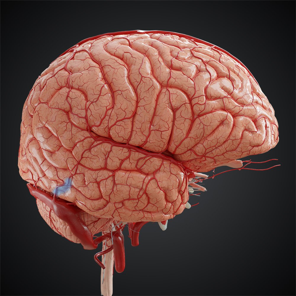<p>deep groove in cerebral cortex, separates frontal and temporal lobes, above BA41 &amp; BA42</p>
