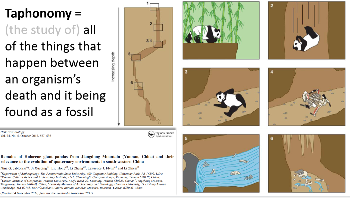 <p>The study of all of the things that happen between an organism’s death and it being found as a fossil </p>