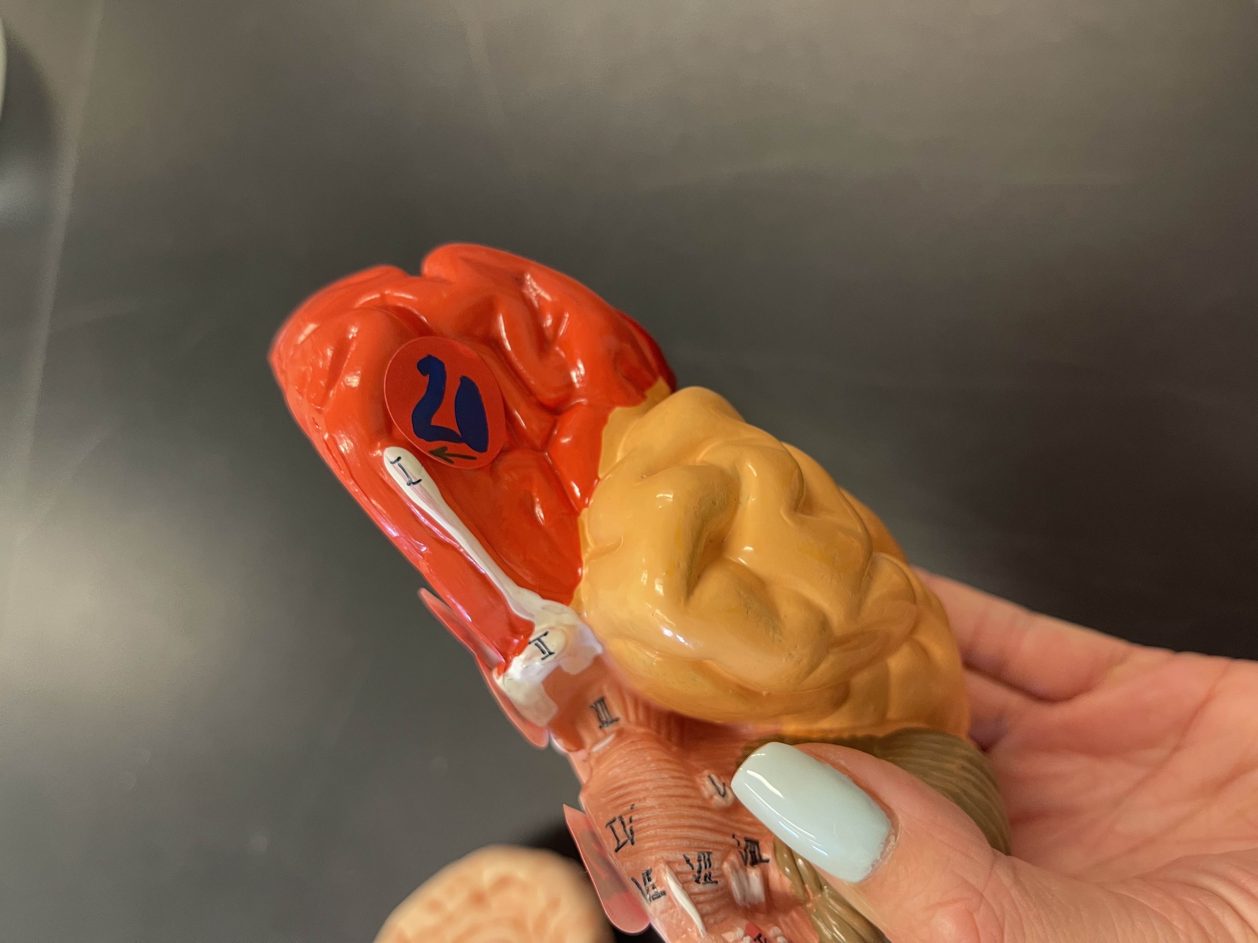 20)name the structure 