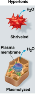 <p>Hypertonic</p>