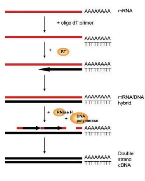 <p>Expression génique<br>Charge virale virus ARN</p>
