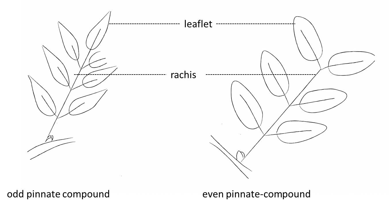 <p>The main axis of a compound leaf.</p>