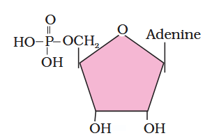 <p>What is this compound called?</p>