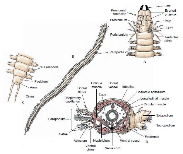 <ul><li><p>“Many setae”&nbsp;</p></li><li><p>65% of annelid species&nbsp;</p></li><li><p>Marine&nbsp;</p></li><li><p>Parapodia - outfolding of body wall, increases surface area, used for gas exchange/locomotion&nbsp;</p></li><li><p>Parapodia are integrated with the skeleton, muscles attached&nbsp;</p></li><li><p>Internal chitinous rods (acicula), work with setae, prevent sliding&nbsp;</p></li><li><p>Pair of eyes, sensory projections on the head, elytra plates (protective plates)&nbsp;</p></li><li><p>Have a well-developed head, jaws, and muscular pharynx&nbsp;</p></li></ul><p></p>