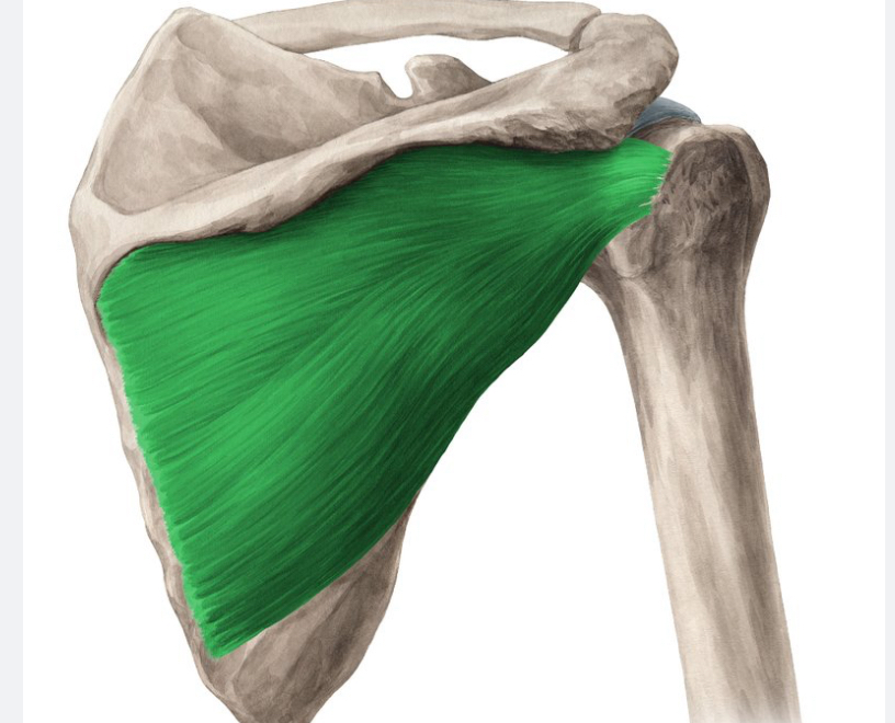 <p>Spiernaam, origo en insertie, functie</p>