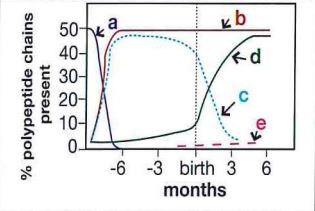 <p>Which curve in this figure represents the production of gamma polypeptide chains of hemoglobin?</p><p>a</p><p>b</p><p>c</p><p>d</p>