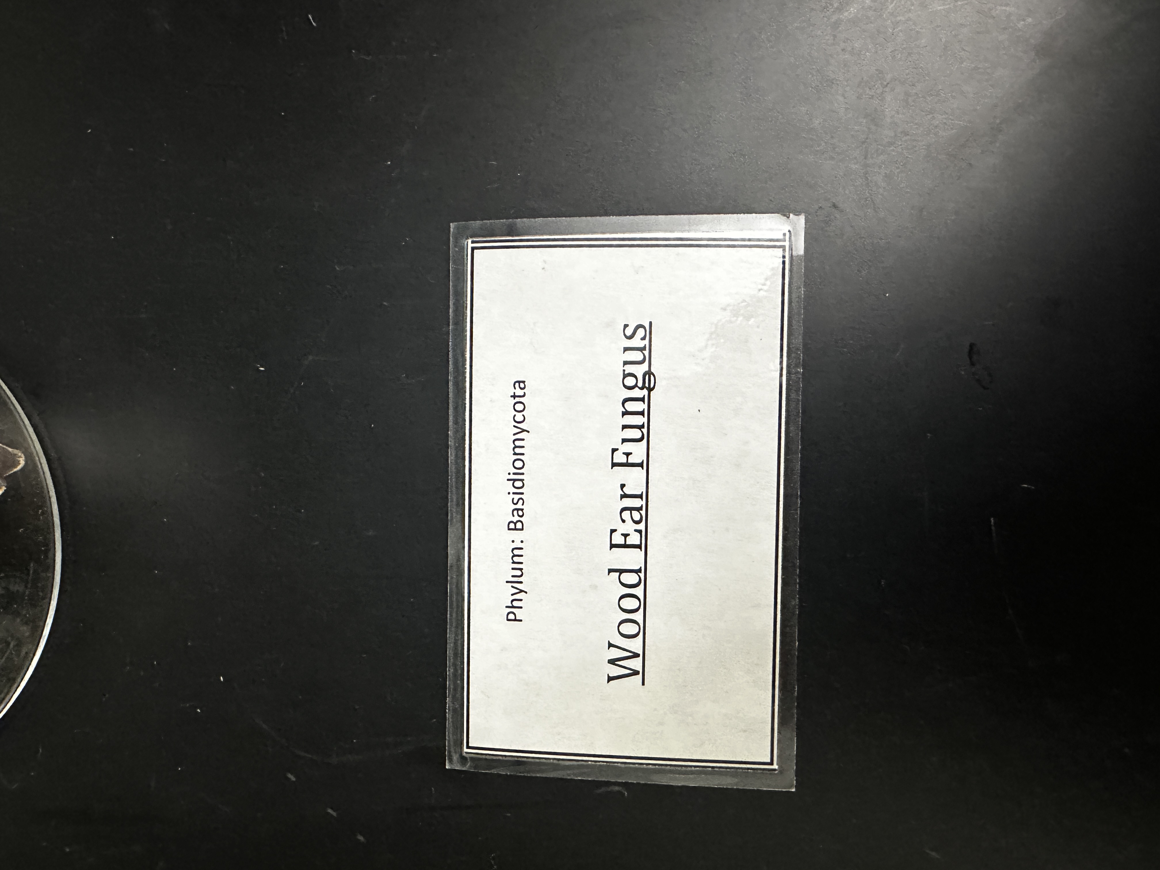 <p>Domain: Eukarya</p><p>Kingdom: Fungi</p><p>Clade: Basidiomycota</p>