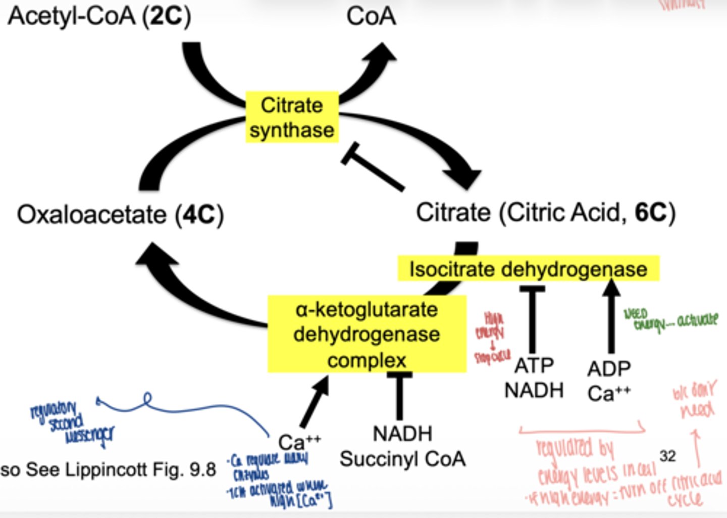 <p>off</p><p>**prevents unnecessary production of energy when the cell already has adequate supply**</p>