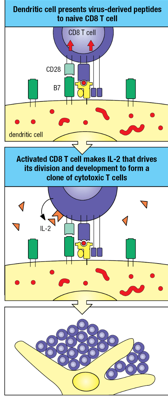 <p>Dendritic cell presents virus-derived peptides to naive CD8 T cells</p><p>Activated CD8 T cell makes IL-2 that drives <span style="background-color: transparent; font-size: 1.6rem;"><span>its division and development to form a </span></span>clone of cytotoxic T cells</p>
