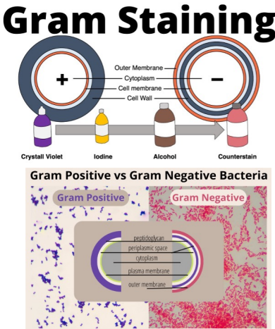 <p>have a thick peptidoglycan layer that absorbs violet stain and retains it during “destaining” </p><p>violet masks the pink counterstain</p>