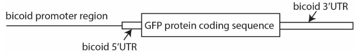 <p>GFP would be expressed in an anterior-to-posterior gradient in the embryo</p>