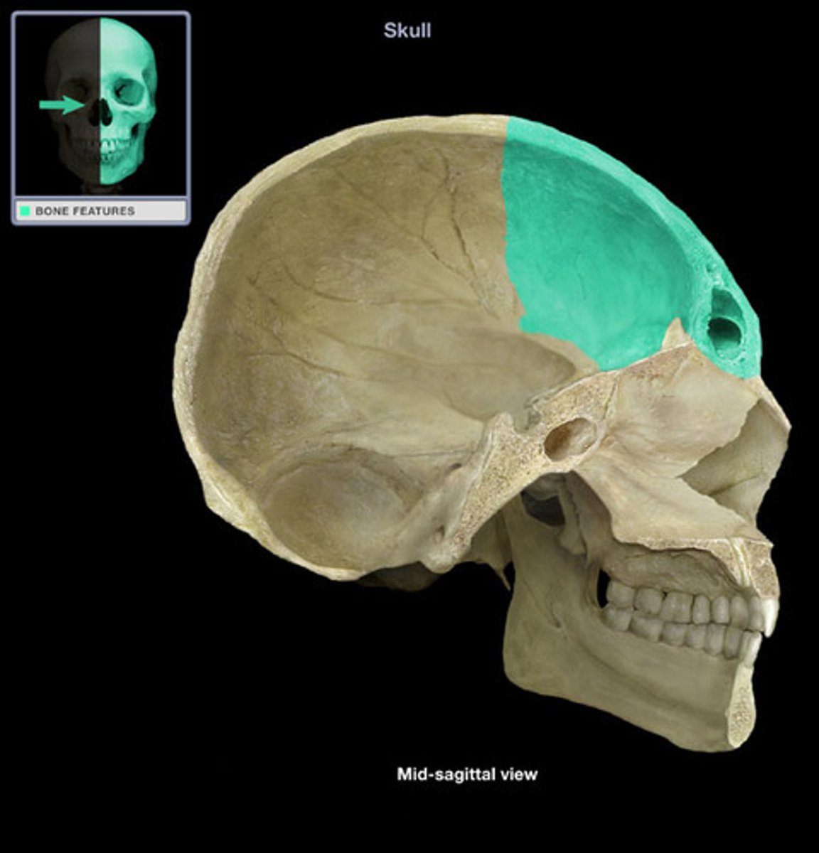 <p>forehead bone</p>
