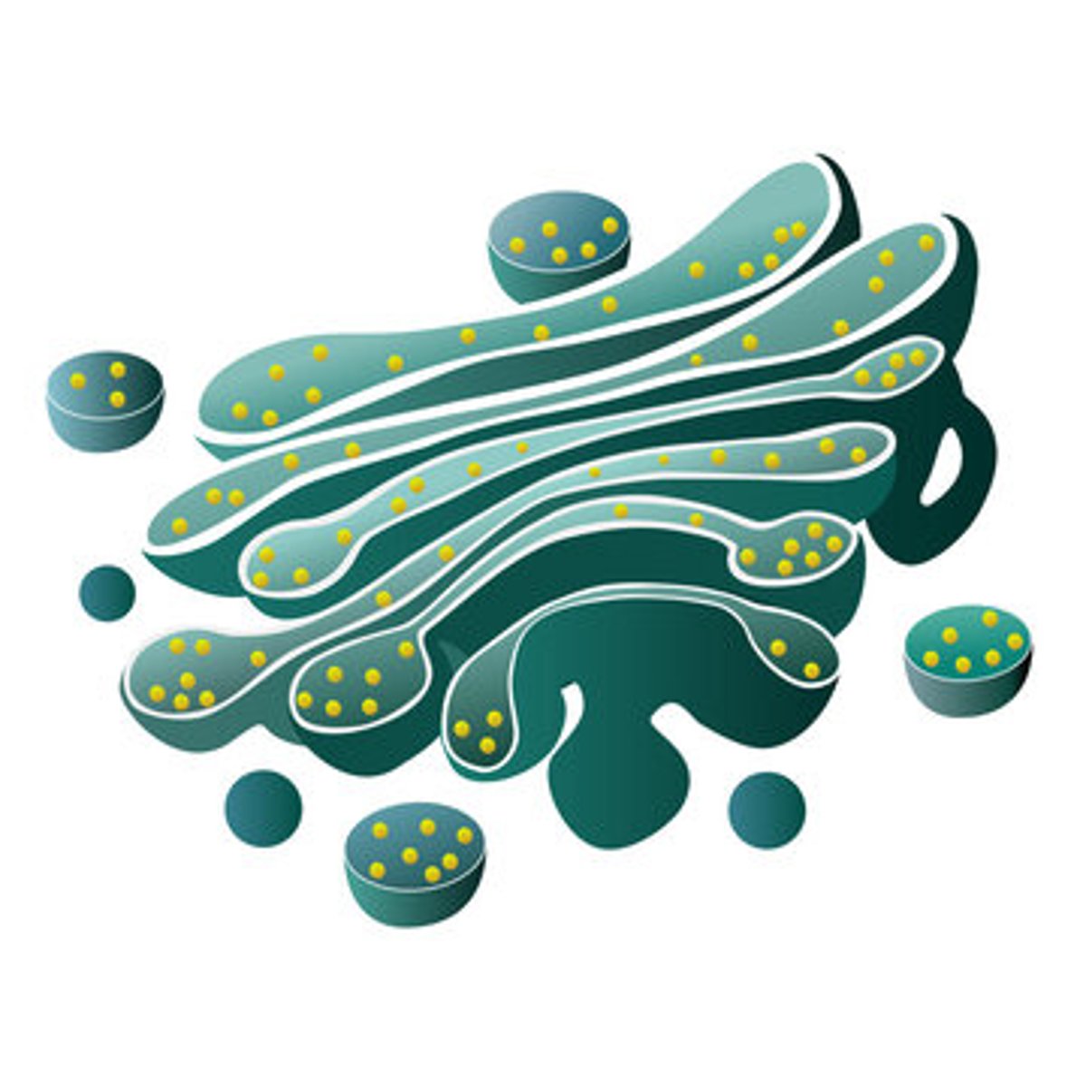<p>packages and transports materials (typically proteins)</p>